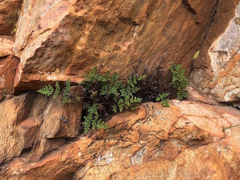 Hemionitis hispanica