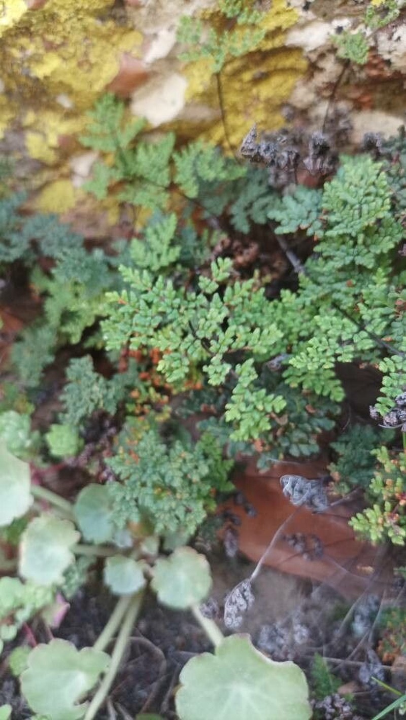 Hemionitis hispanica photo 2