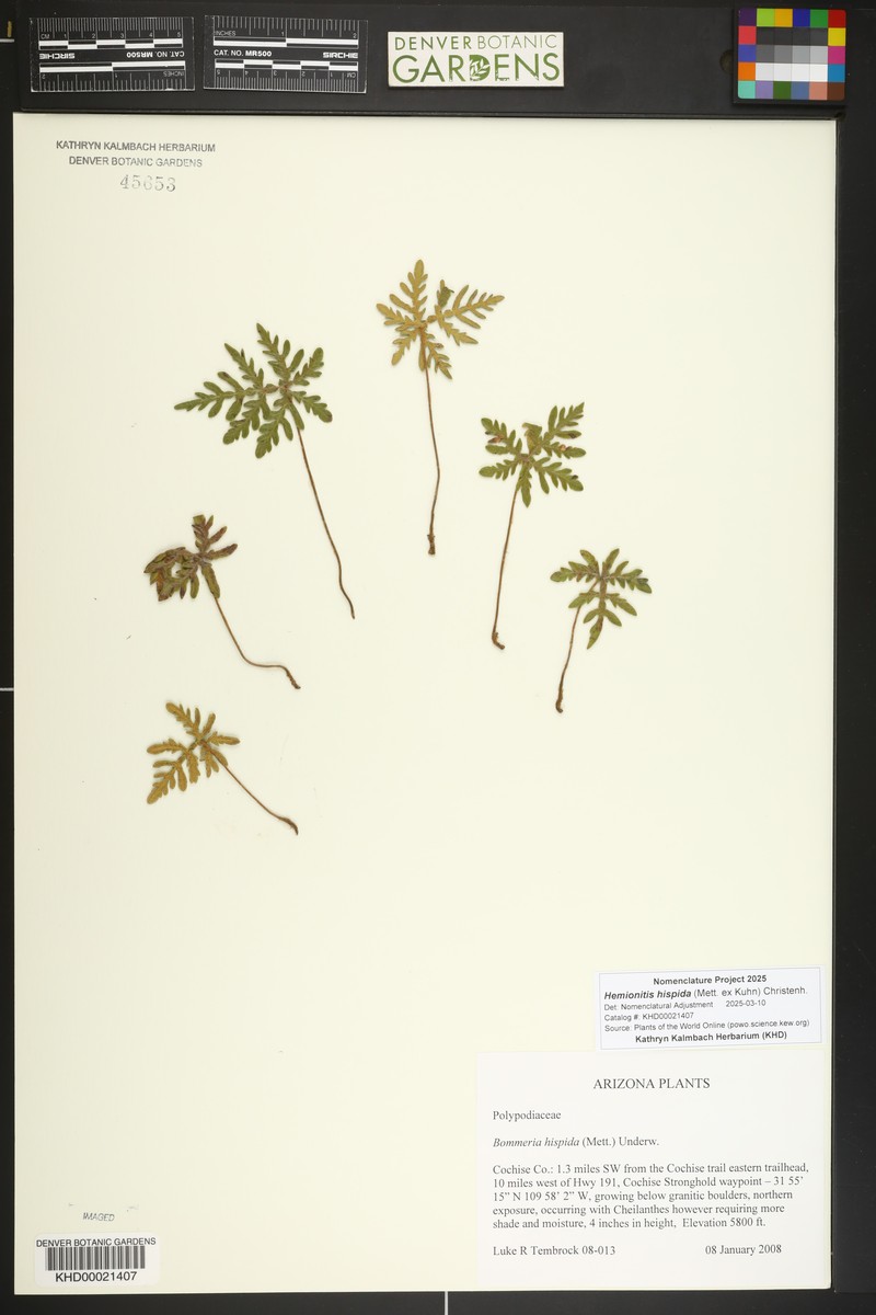 Copper Fern