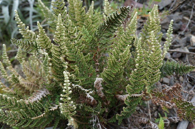 Hemionitis incarum