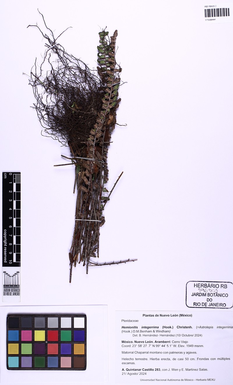 hybrid cloakfern