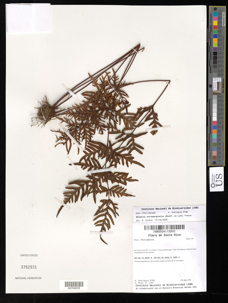 Hemionitis intramarginalis