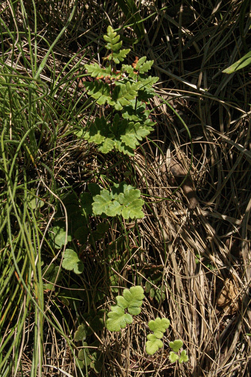 Hemionitis leachii