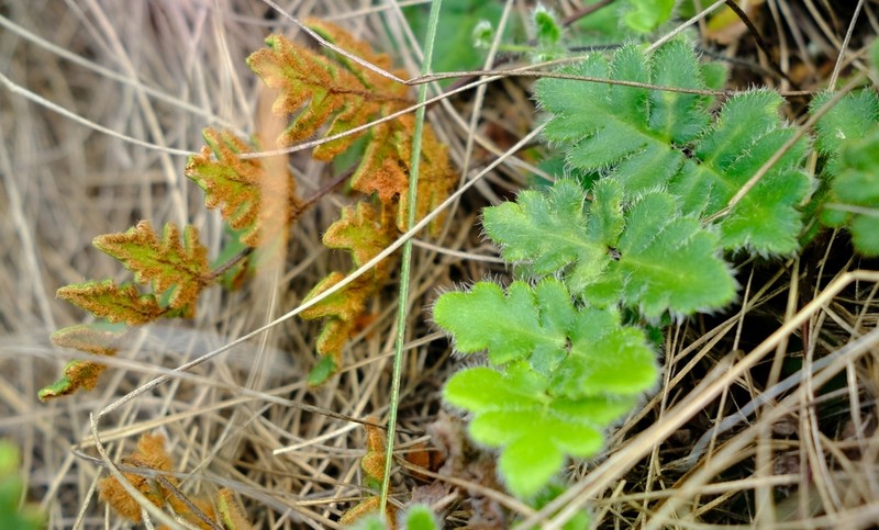 Hemionitis leachii photo 2