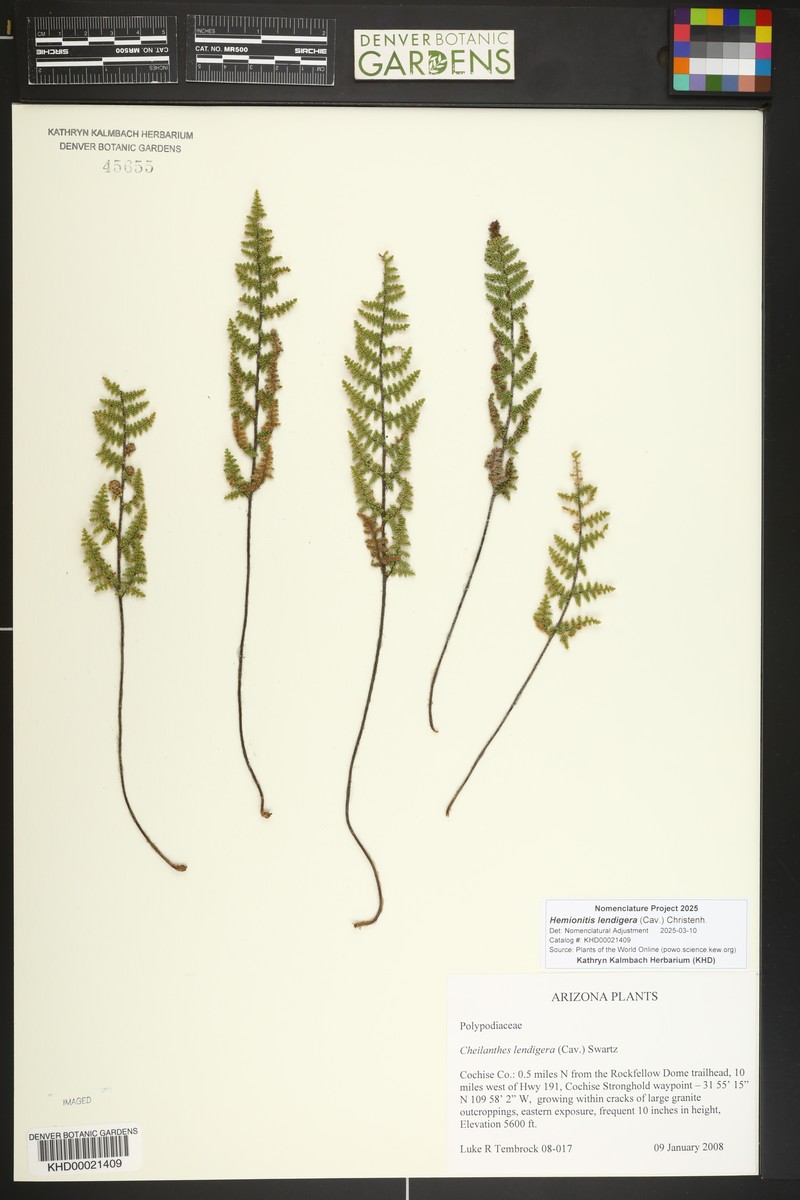 Nitbearing Lipfern