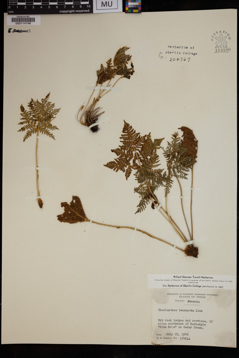 Whitefoot Lipfern