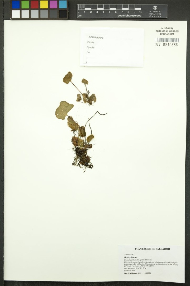 Hemionitis levyi
