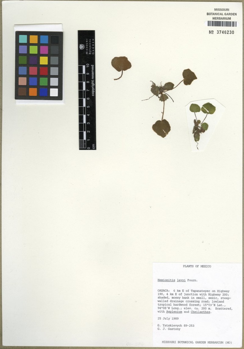 Hemionitis levyi photo 2