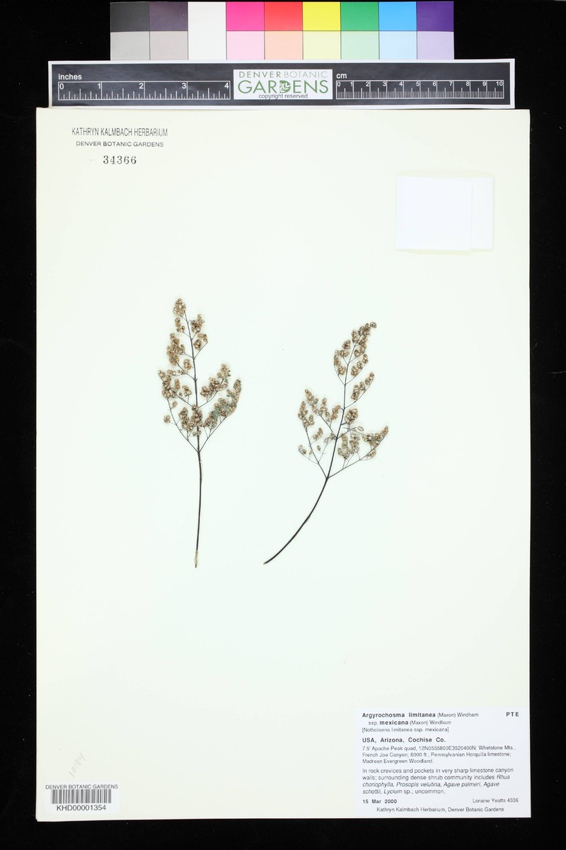 Southwestern False Cloak Fern