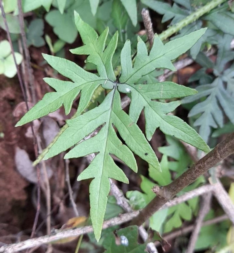 Hemionitis lorentzii