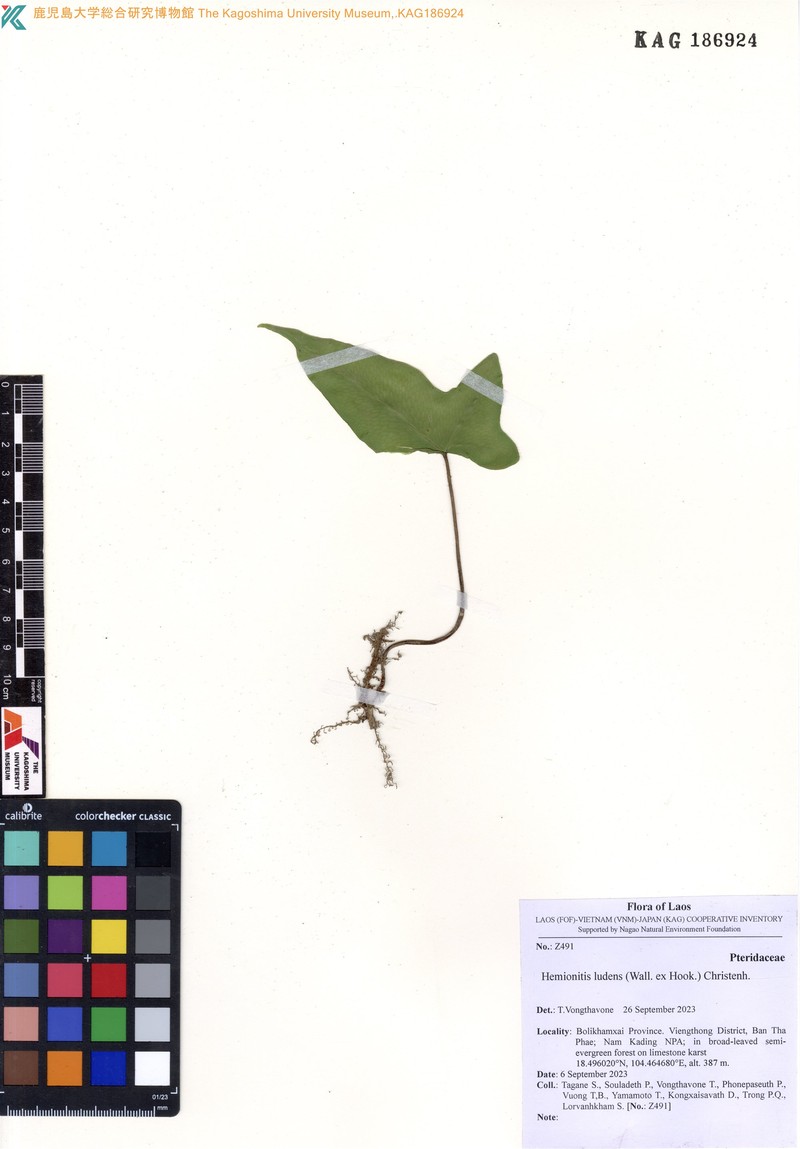 Hemionitis ludens