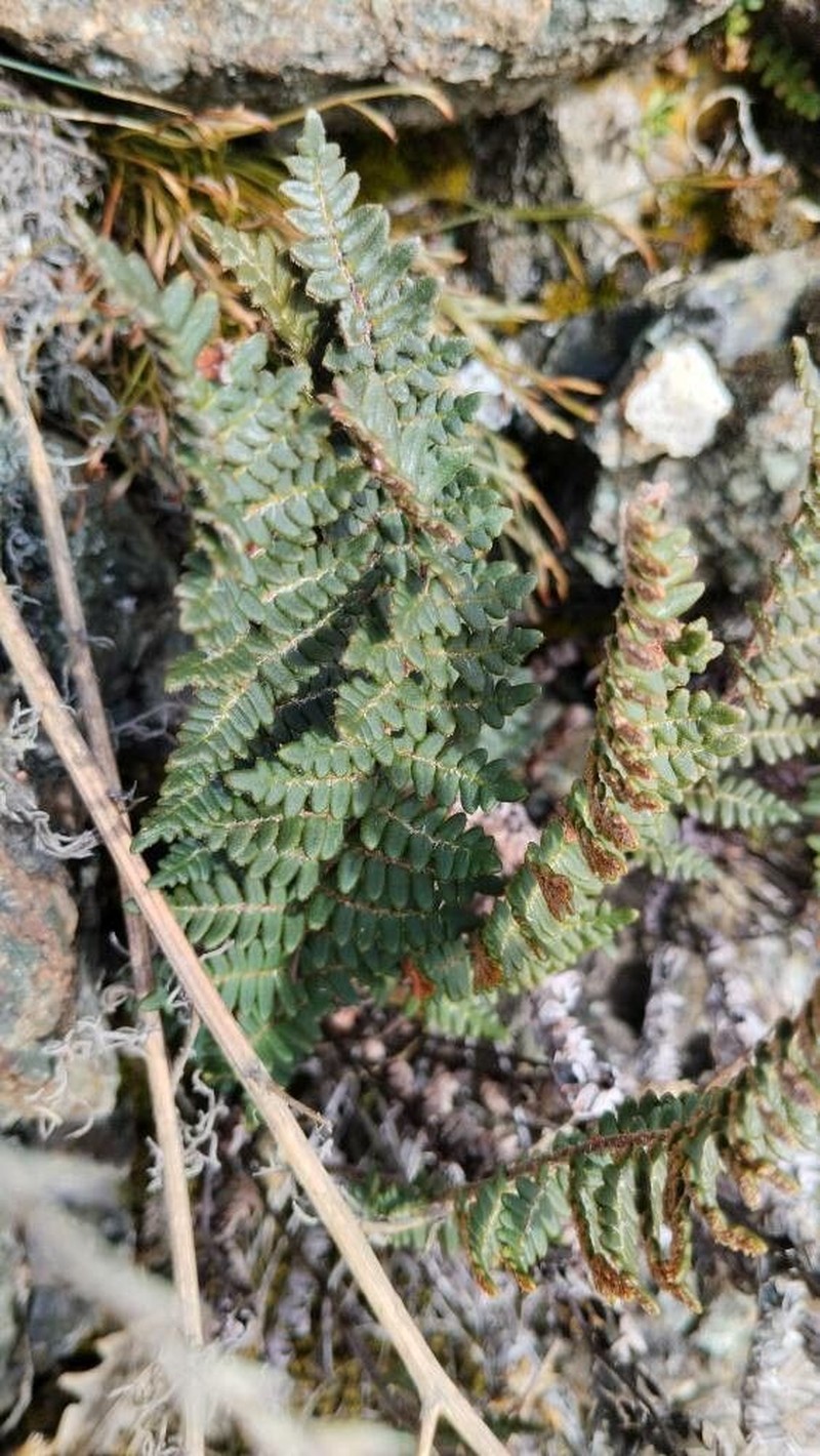 Hemionitis marantae
