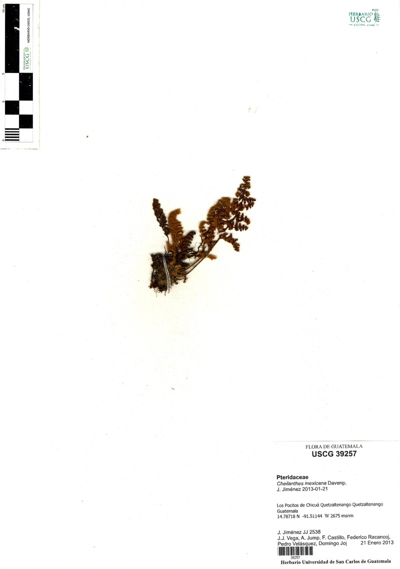 Hemionitis mexicana
