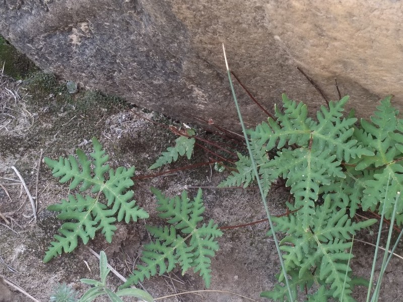 Hemionitis michelii