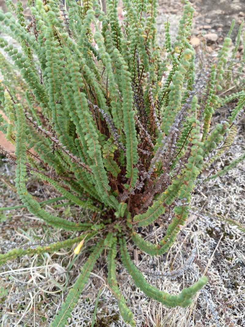 Hemionitis micropteris