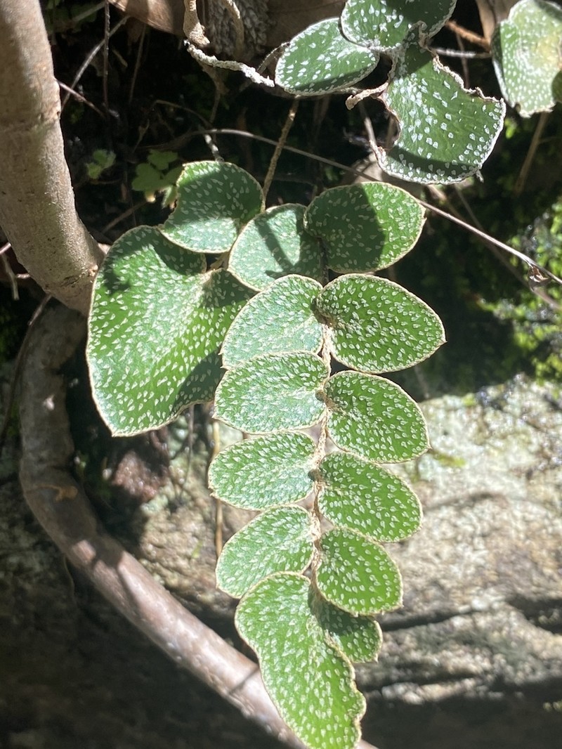 Hemionitis muelleri