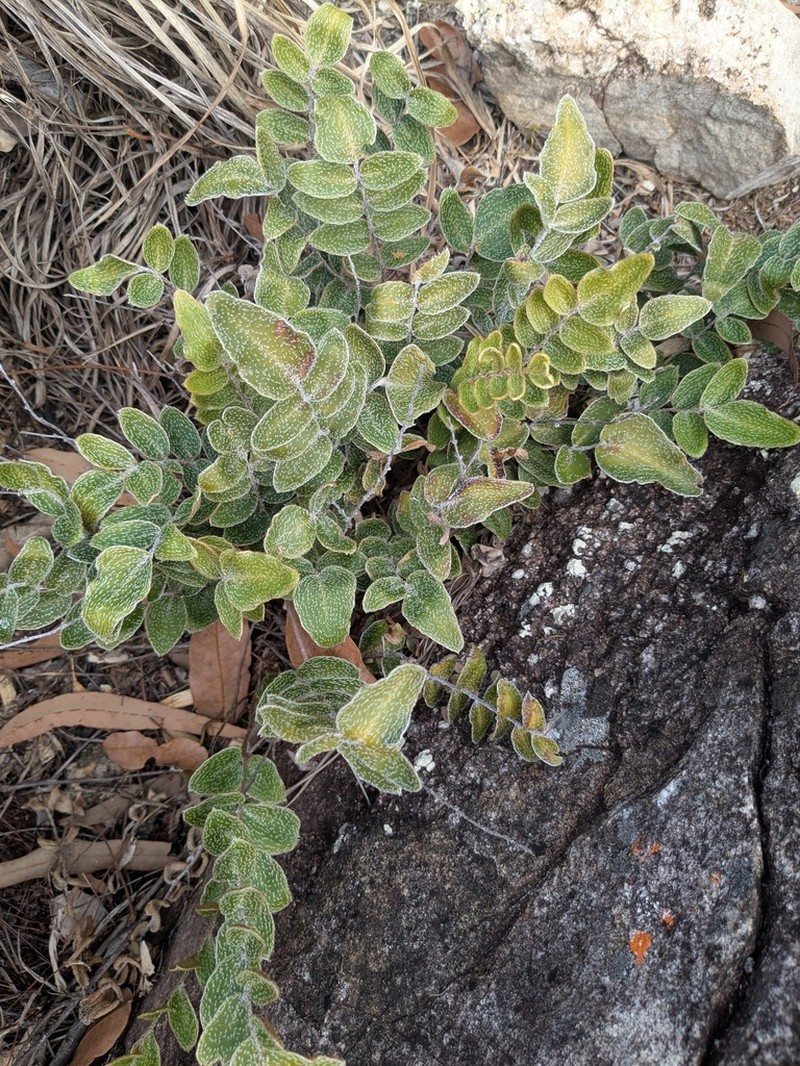 Hemionitis muelleri photo 2