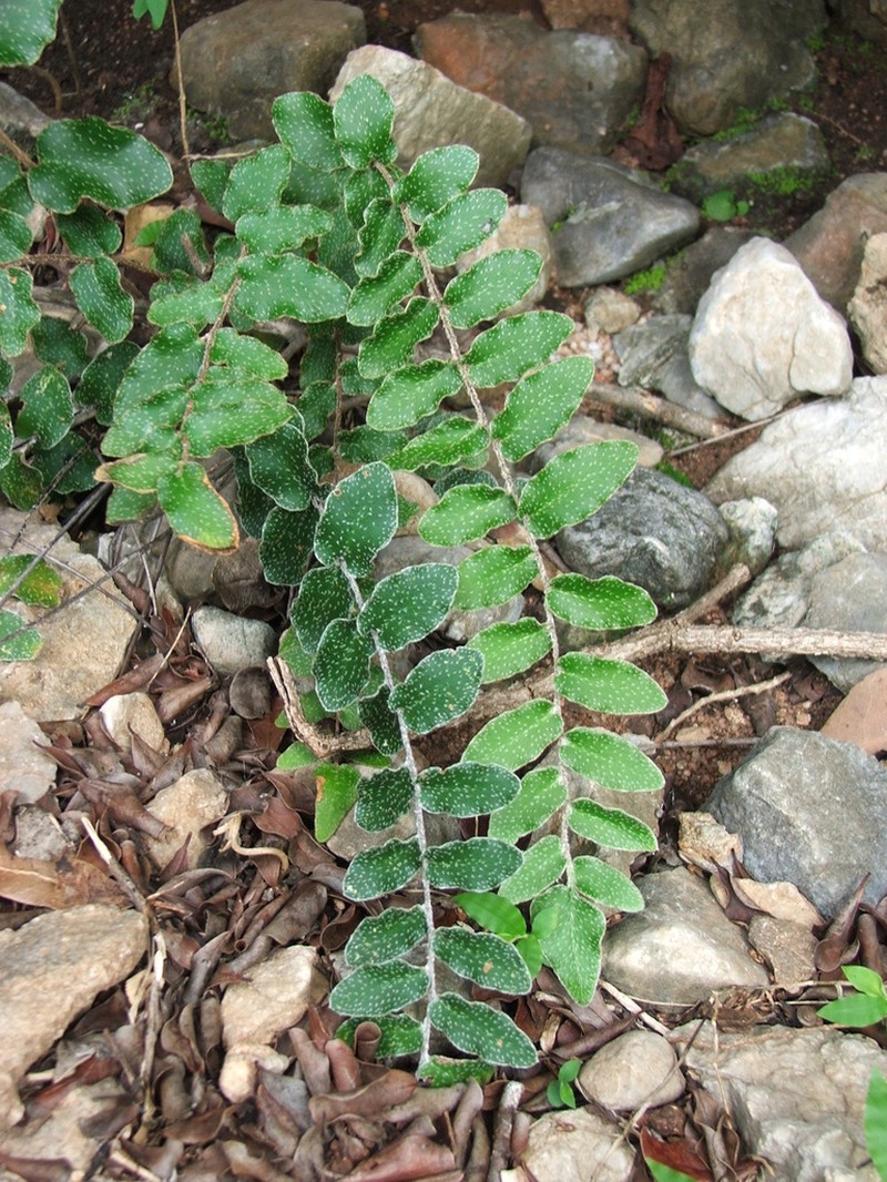 Hemionitis muelleri photo 3