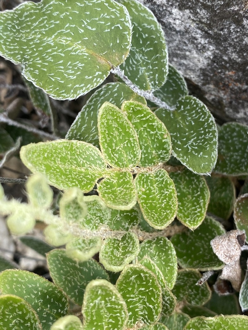 Hemionitis muelleri photo 4