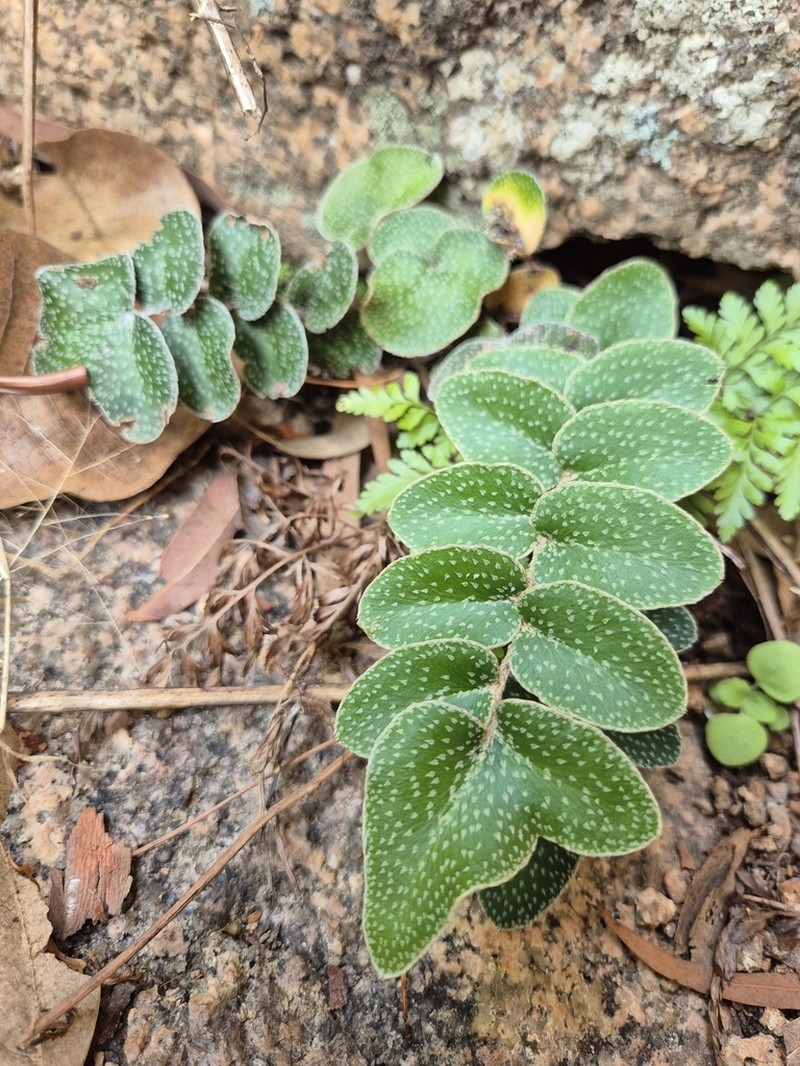 Hemionitis muelleri photo 5