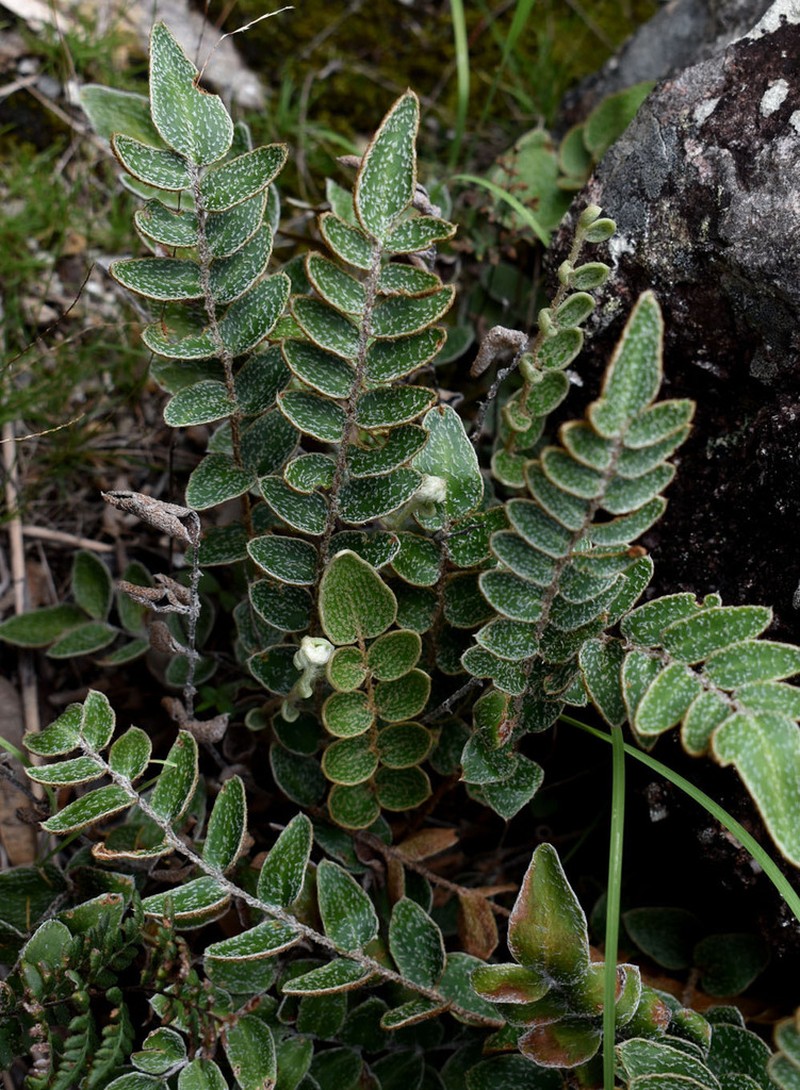 Hemionitis muelleri photo 6