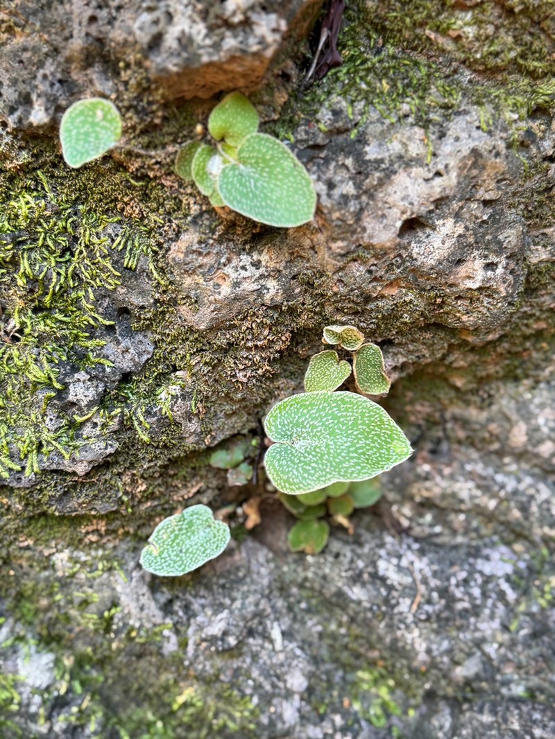 Hemionitis muelleri photo 7