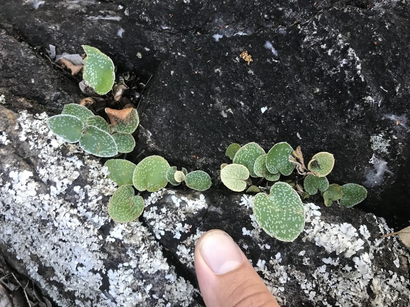 Hemionitis muelleri photo 8