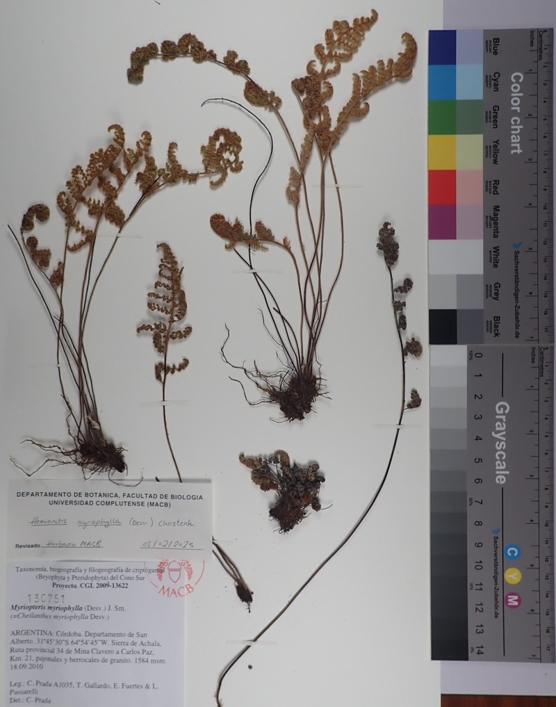 Hemionitis myriophylla