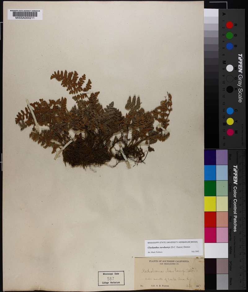 Newberry's Lipfern