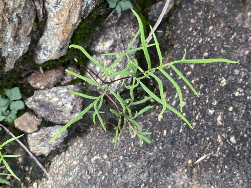 Hemionitis nitida