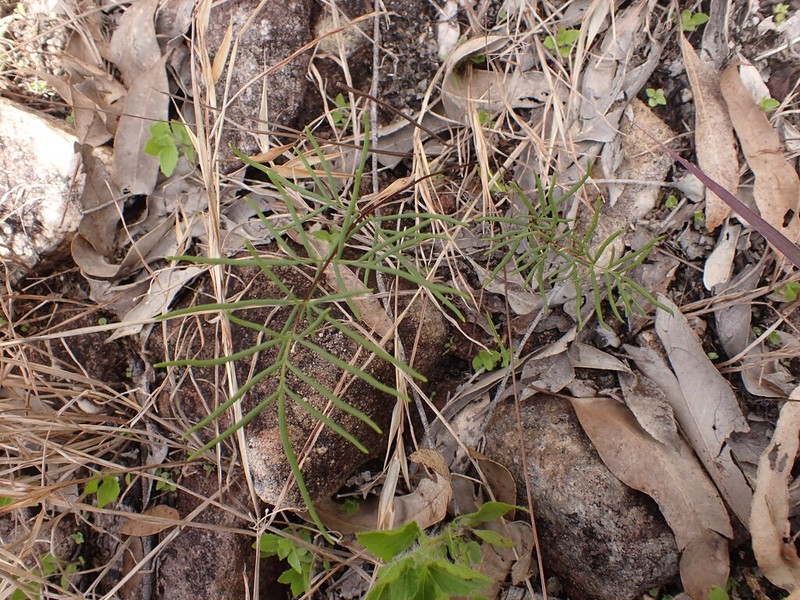Hemionitis nitida photo 2