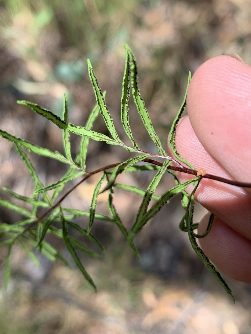 Hemionitis nitida photo 3