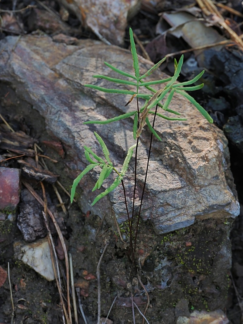 Hemionitis nitida photo 5
