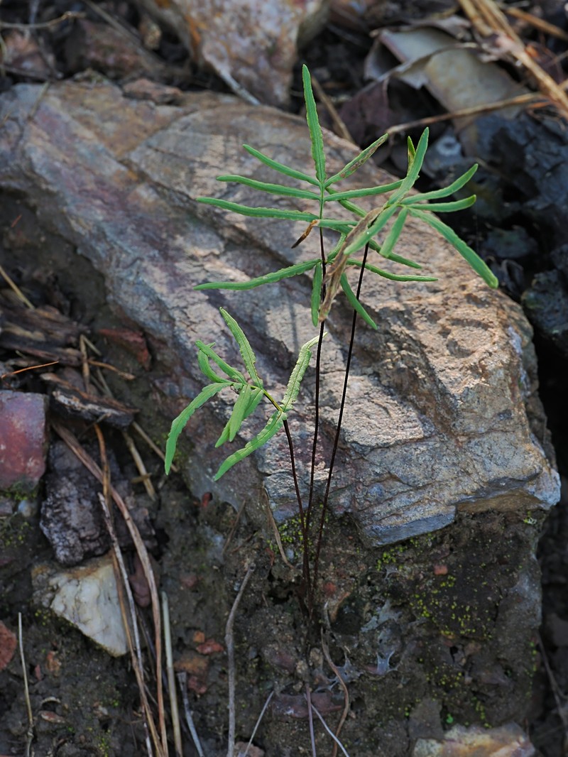 Hemionitis nitida photo 6