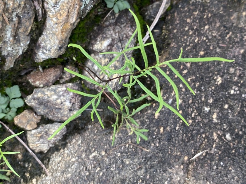 Hemionitis nitida photo 7