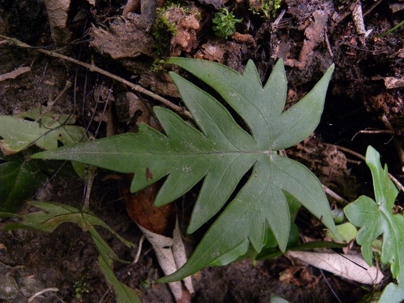 Hemionitis nobilis photo 2
