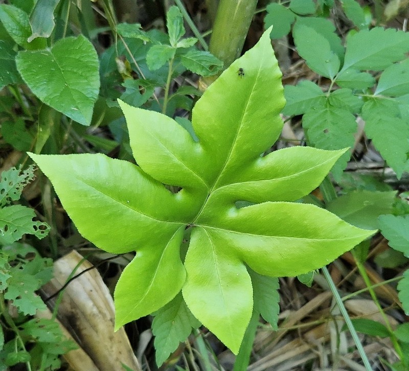 Hemionitis nobilis photo 3