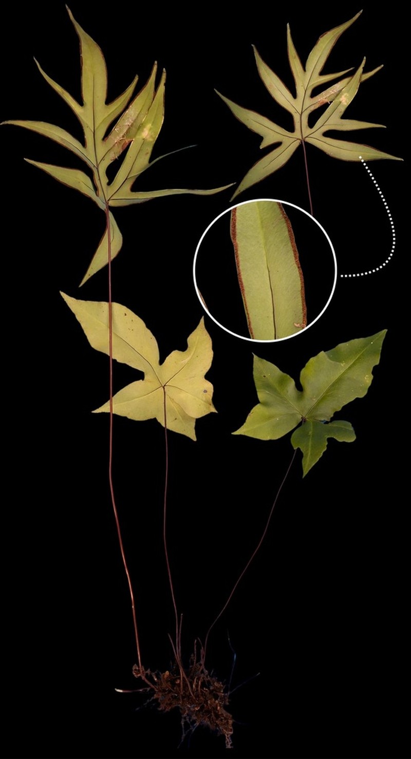 Hemionitis nobilis photo 4