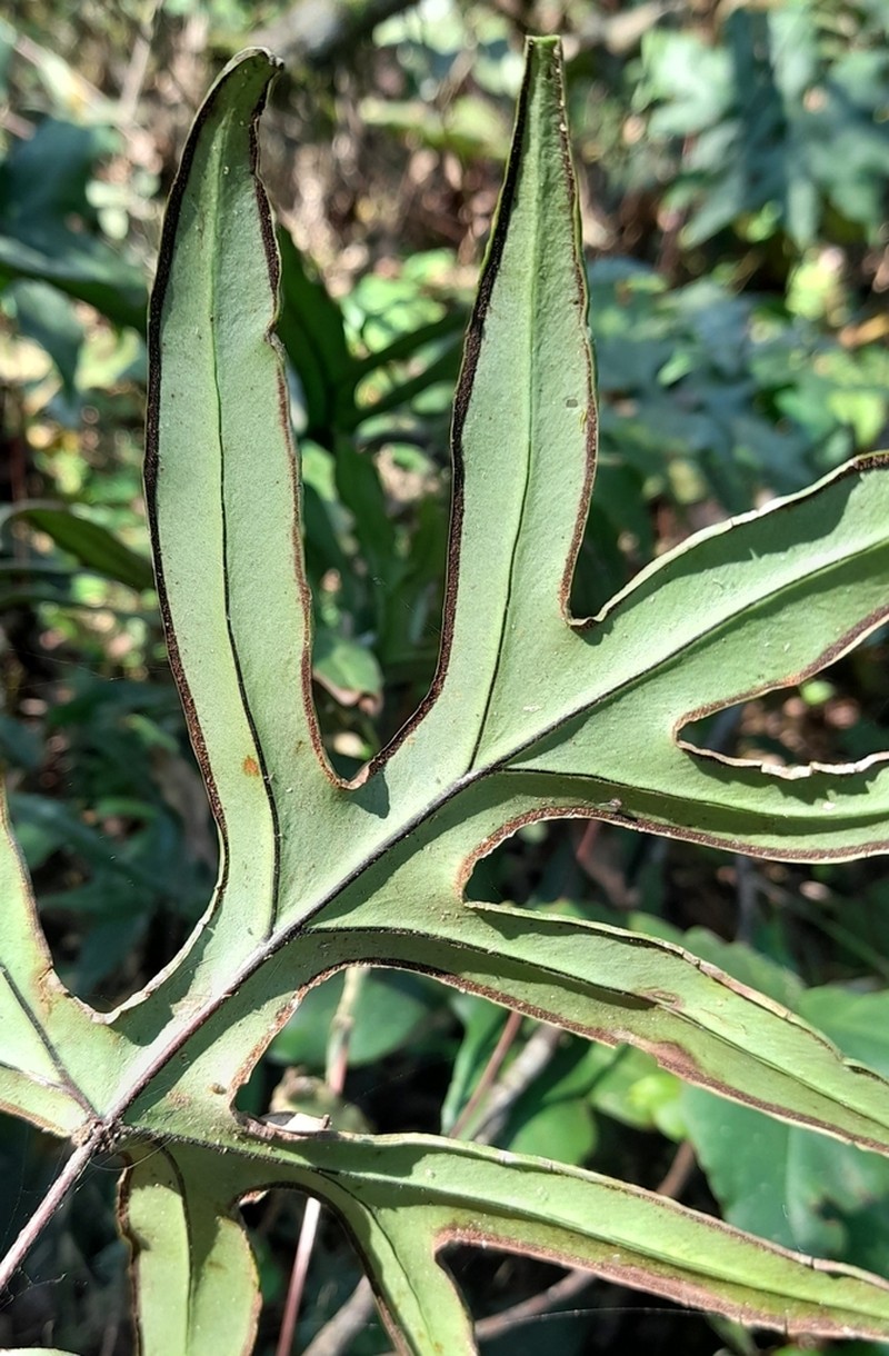 Hemionitis nobilis photo 5