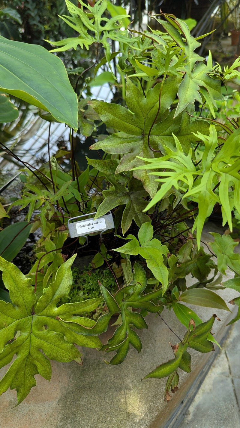 Hemionitis nobilis