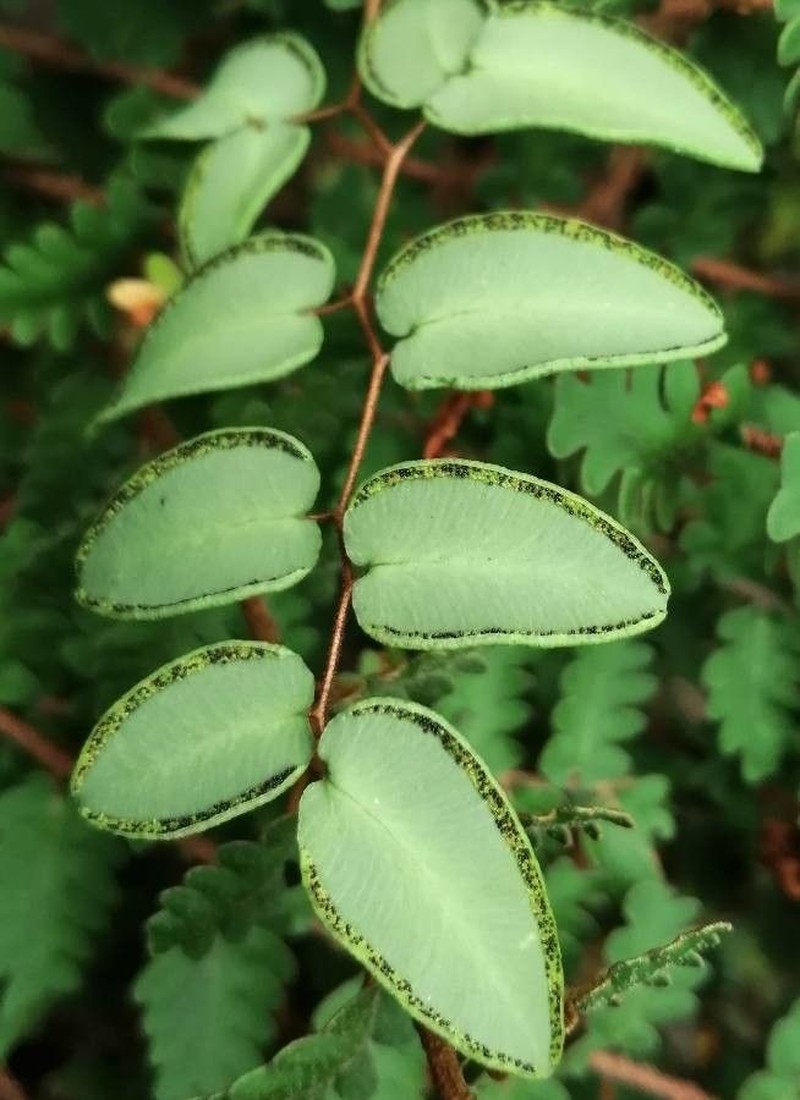 Ovateleaf Cliffbrake