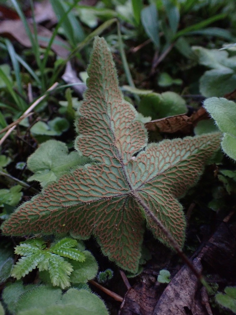 Starfern