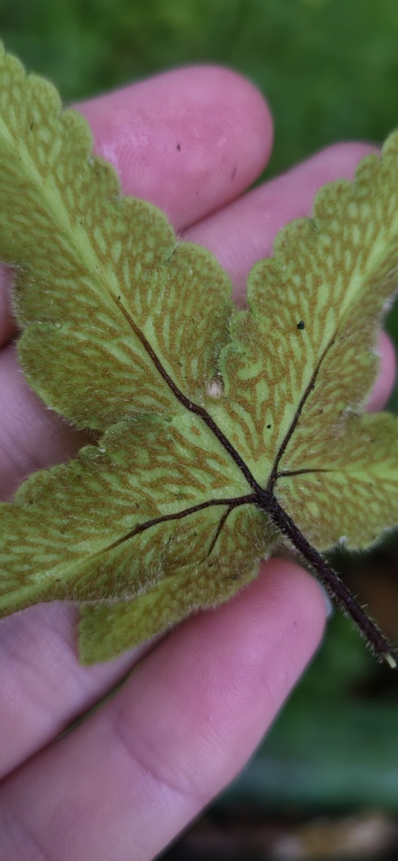 Starfern photo 2