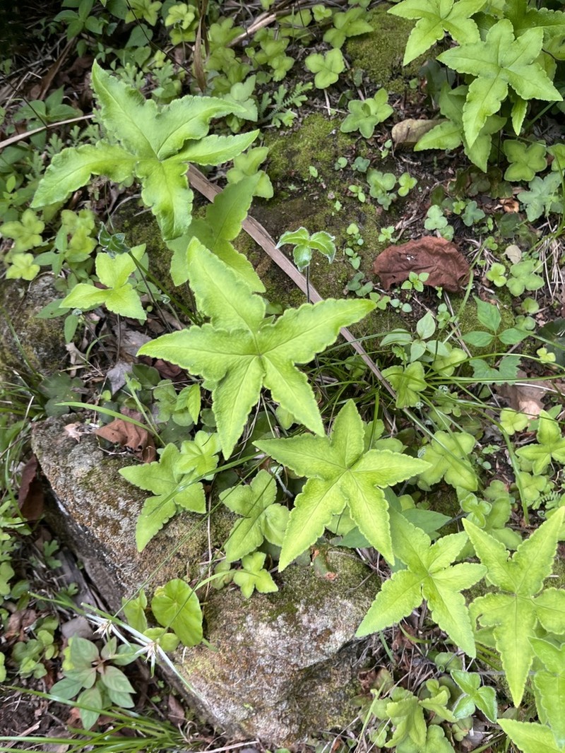 Starfern photo 3