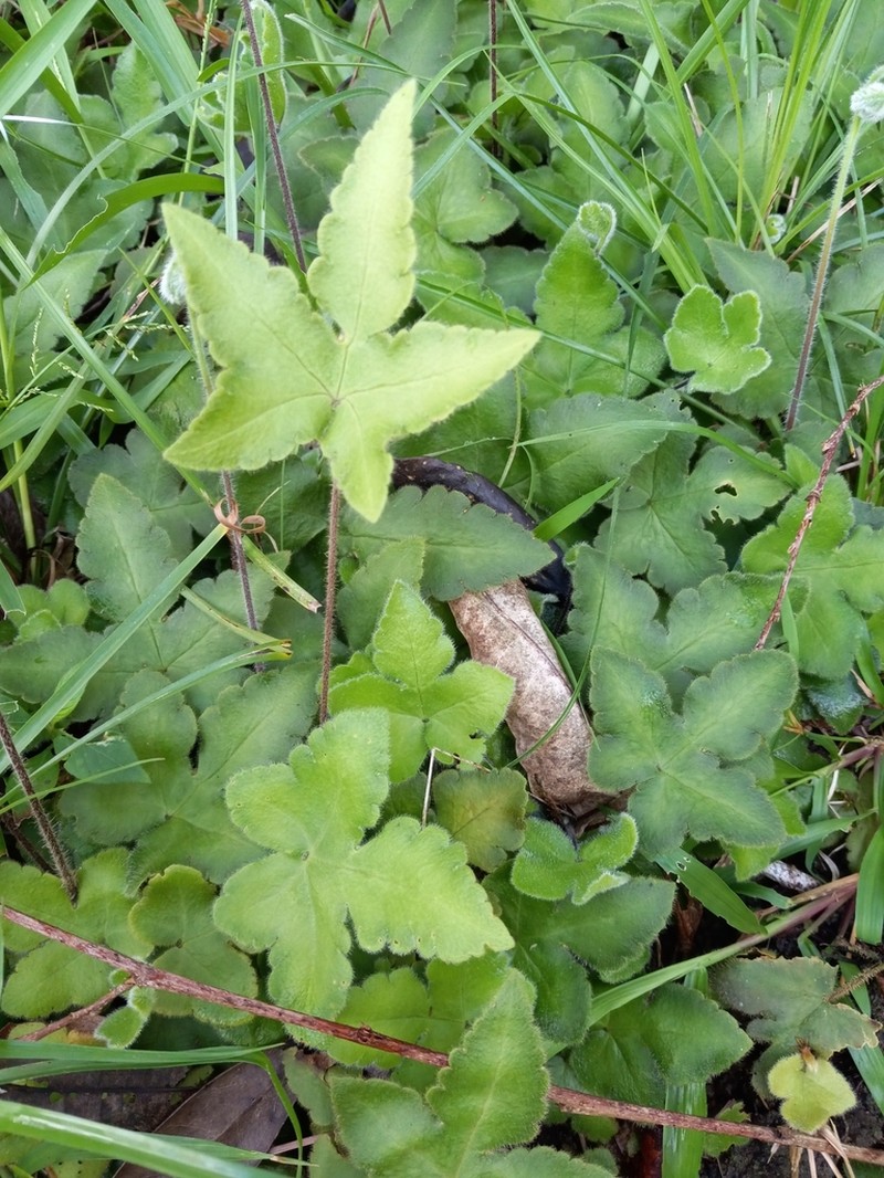 Starfern photo 4