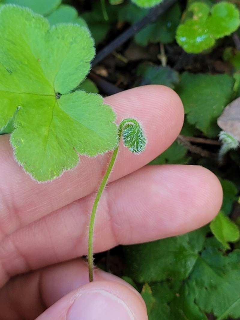 Starfern photo 5