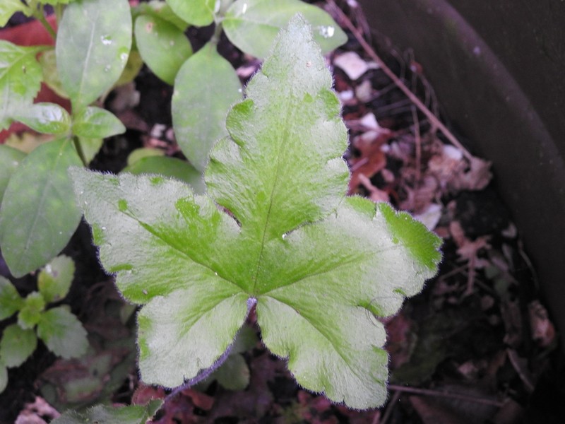 Starfern photo 6