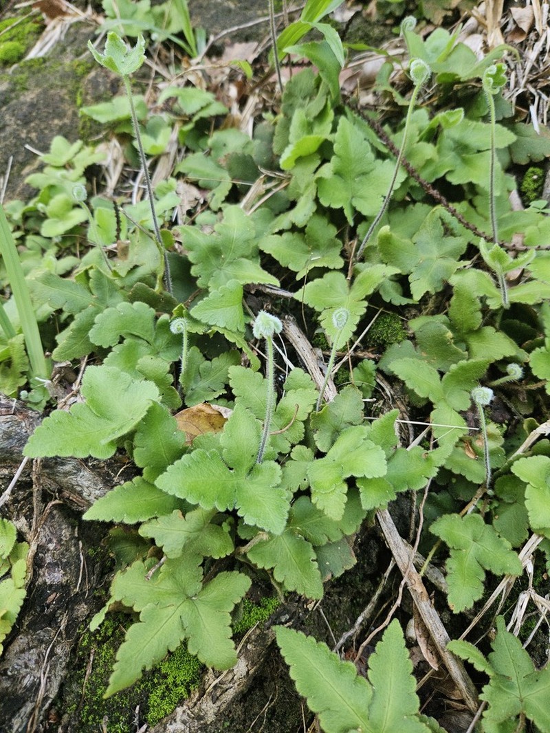 Starfern photo 7