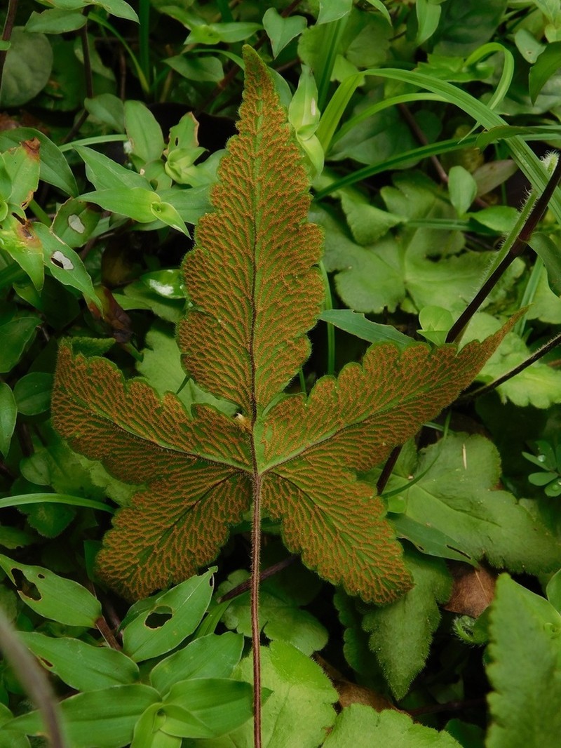 Starfern photo 8