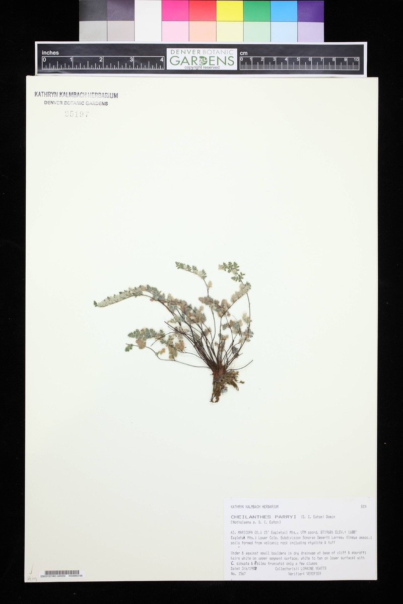 Parry's Lipfern